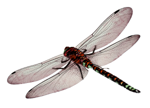 Dragonfly PNG-26273